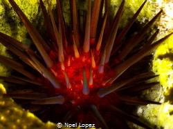 sea urchin, Panasonic GH4 ,Olympus lens 60mm,two sea and ... by Noel Lopez 